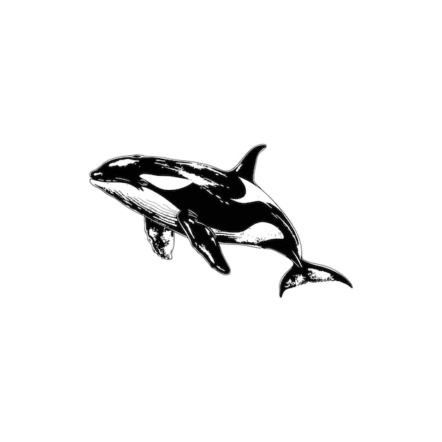 orca whale black and white vector illustration design