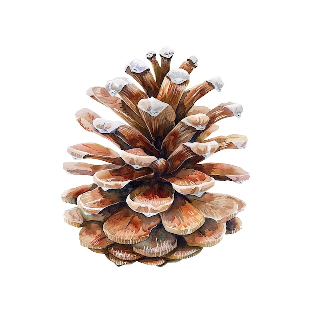 Vector pine cone vector illustration in watercolor style