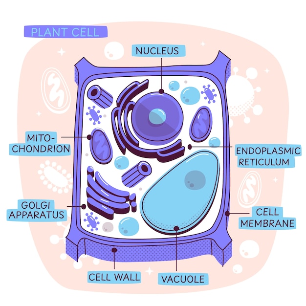Vector plant cell concept illustration