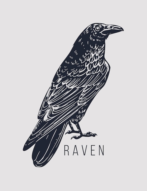 Vector raven engraving hand drawn vector illustration monochrome