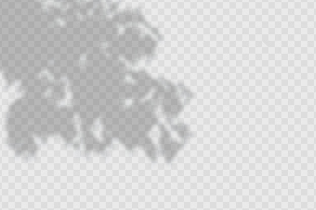 Vector realistic shadow tropical leaves and branches on transparent  background