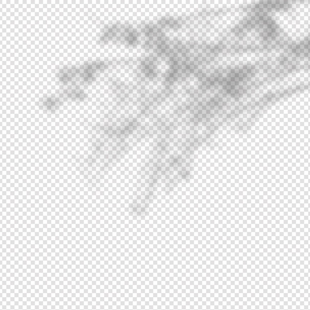 Vector realistic shadow tropical leaves and branches on transparent  background