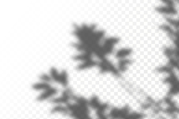 Vector realistic shadow tropical leaves and branches on transparent checkered background.