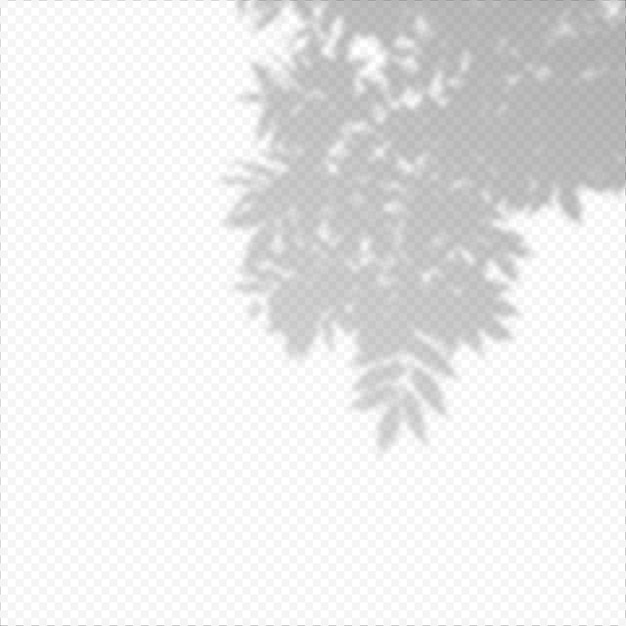 Vector realistic vector transparent overlay blured shadow of branch leaves. design element for presentations and mockups. overlay effect of tree shadow.