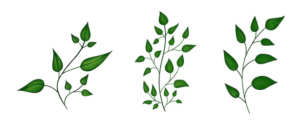 Vector set of branches with green leaves isolated on white