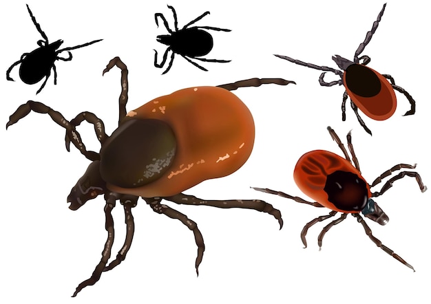 Vector set of ticks