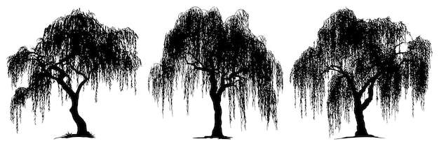 Vector silhouetted weeping willow trees