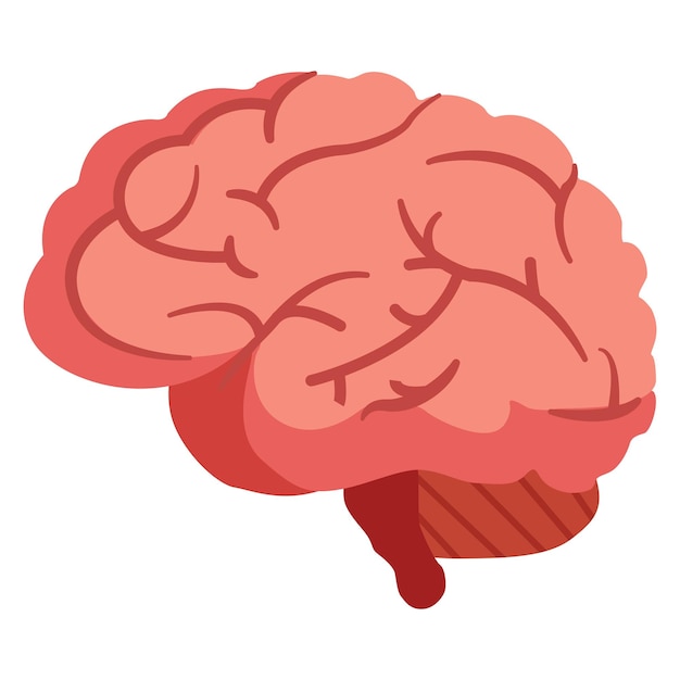 Vector simple view of pink human brain illustration