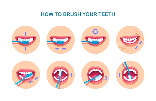 Vector table shows how to brush your teeth modern flat style vector illustration clipart