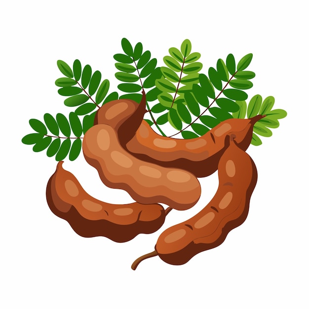 Vector tamarind vector illustration