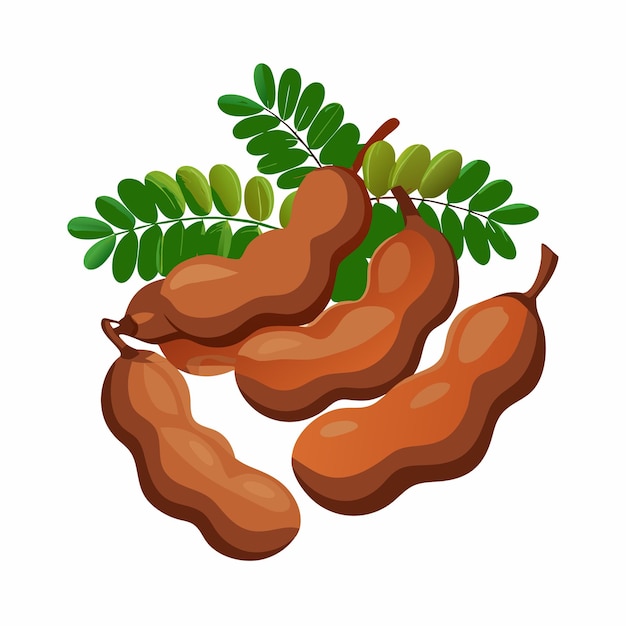 Vector tamarind vector illustration