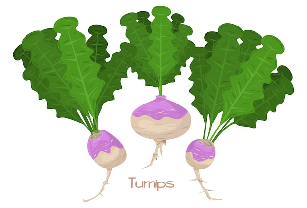 Vector three turnips or radishes illustration vegetable