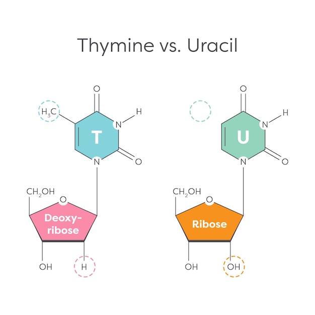 Vector thymine vs uracil