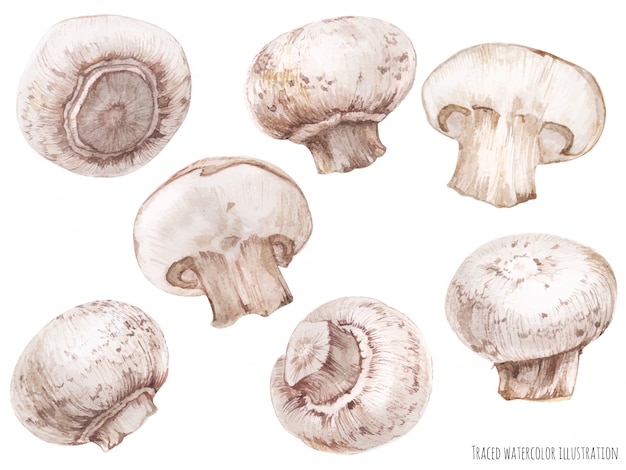 Vector traced watercolor illustration of