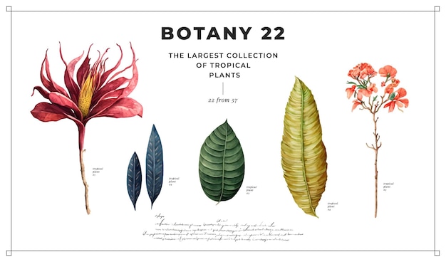 Vector tropical plants