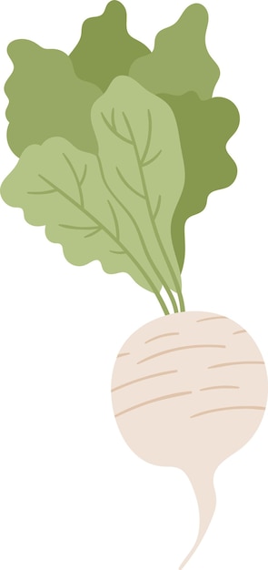 Vector turnip vegetable product