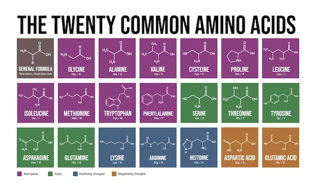 Vector the twenty common amino acids skeletal formulas and classification vector editable