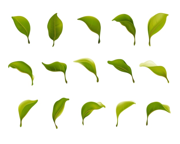 Vector vector hand painted leaf collection