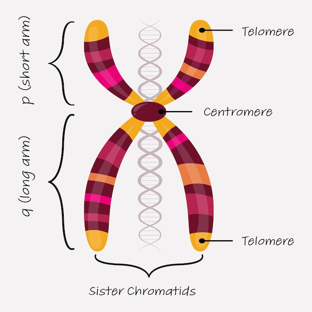 Vector vector illustration diagram of the different parts of a chromosome