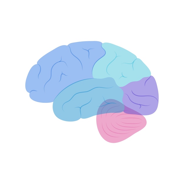 Vector vector illustration of human brain anatomy