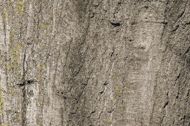 Vector vector illustration of quercus coccinea bark background oak bark texture