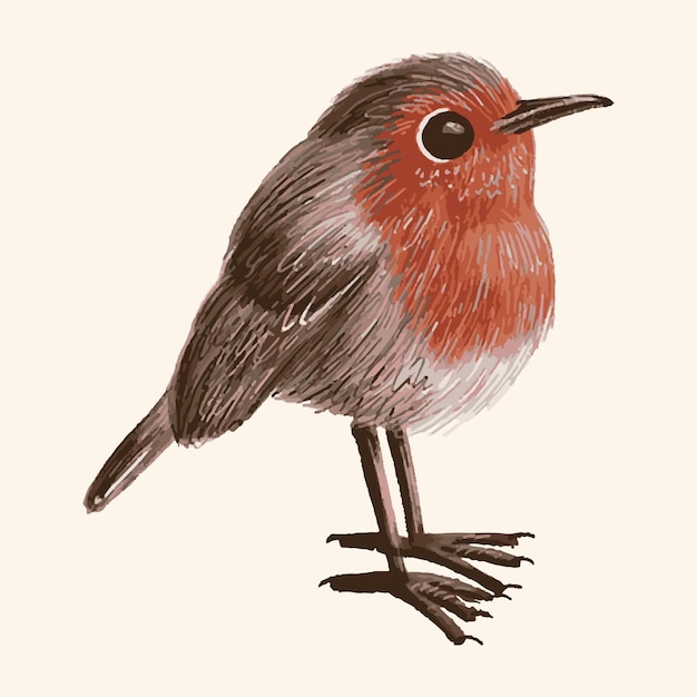 Vector vector illustration of robin bird draw in pencil style