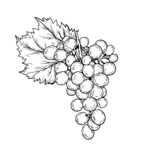 Vector vector line art bunch of grapes on white background