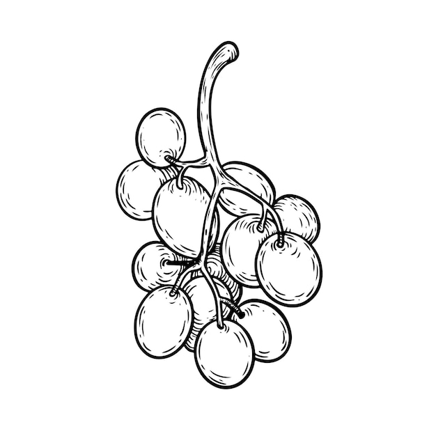 Vector vector line art bunch of grapes on white background