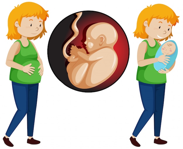 Vector a vector of pregnancy woman