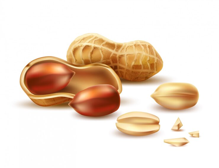 Vector realistic peanut in nutshell, kernels and peel