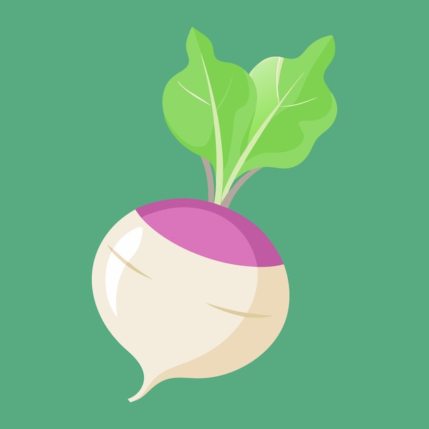 Vector vector turnip vegetable illustration on white background