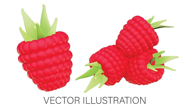 Vector vibrant raspberry illustration realistic depiction of fresh 3d vector on white background