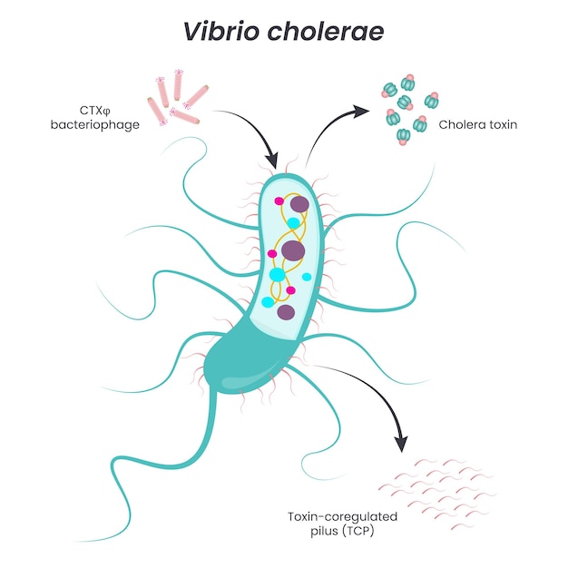 Vector vibrio cholerae vector diagram