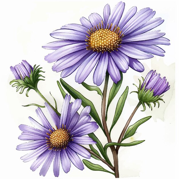 Vector watercolor aster white background