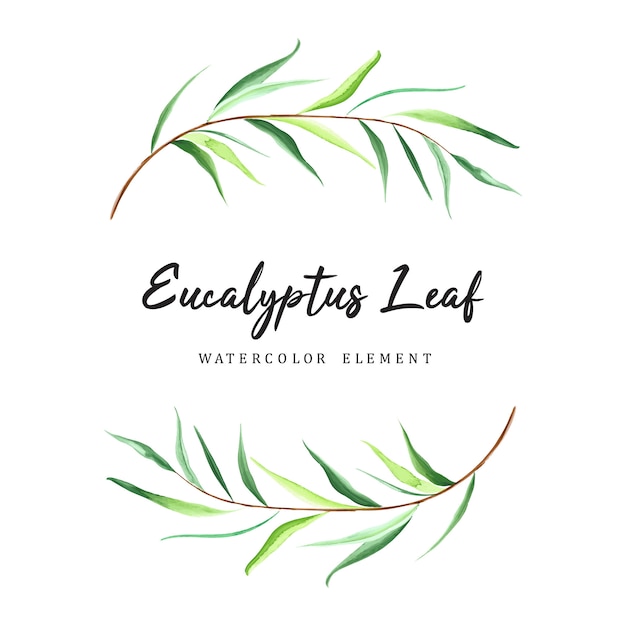 Vector watercolor eucalyptus leaf design element