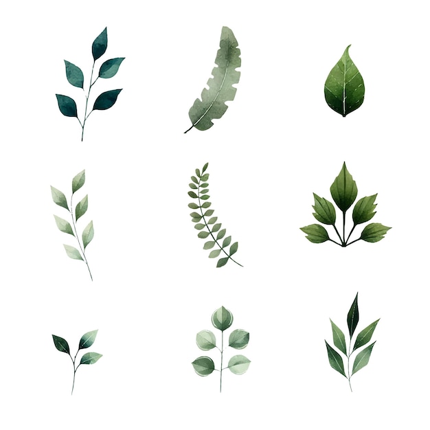 Vector watercolor leaves with many shape